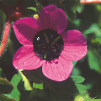 Geranium occelatum