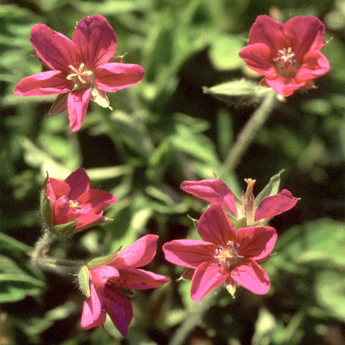 Geranium yoshinoi Makino