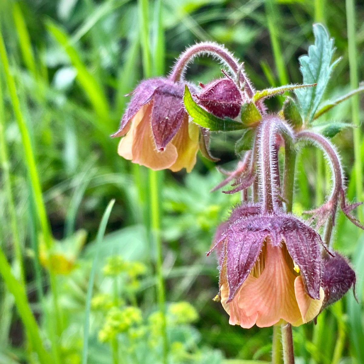 Geum Rivala Geum rivale – Border Alpines
