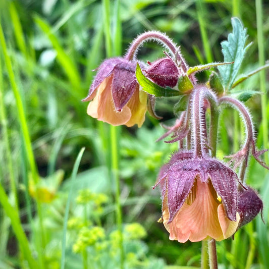Geum rivale