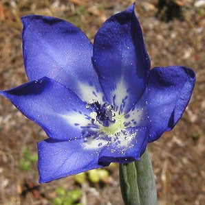 Gelasine azurea syn. Gelasine elongata