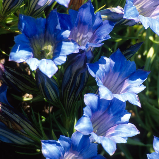 Gentiana sino-ornata Braemar