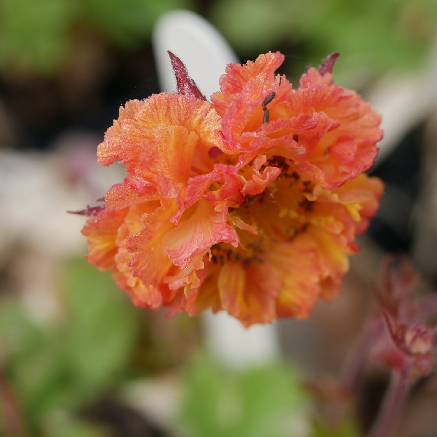 Geum Tropicabana