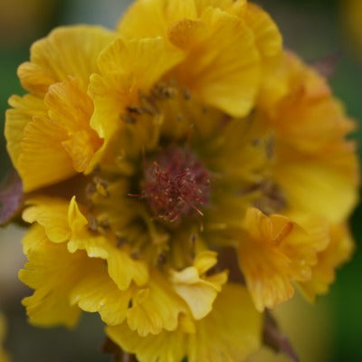 Geum Tequila Sunset