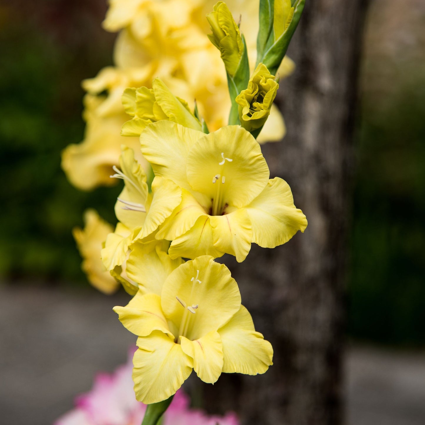 Gladiolus Limoncello