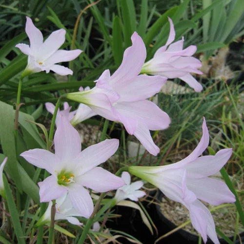 Habranthus martinez