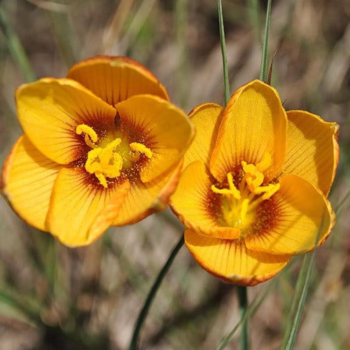 Habranthus tubispathis