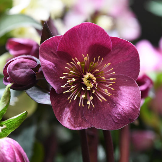 Helleborus Ruby Red