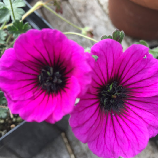 Geranium cinereum Drakon
