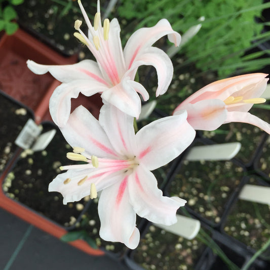 Nerine Janet