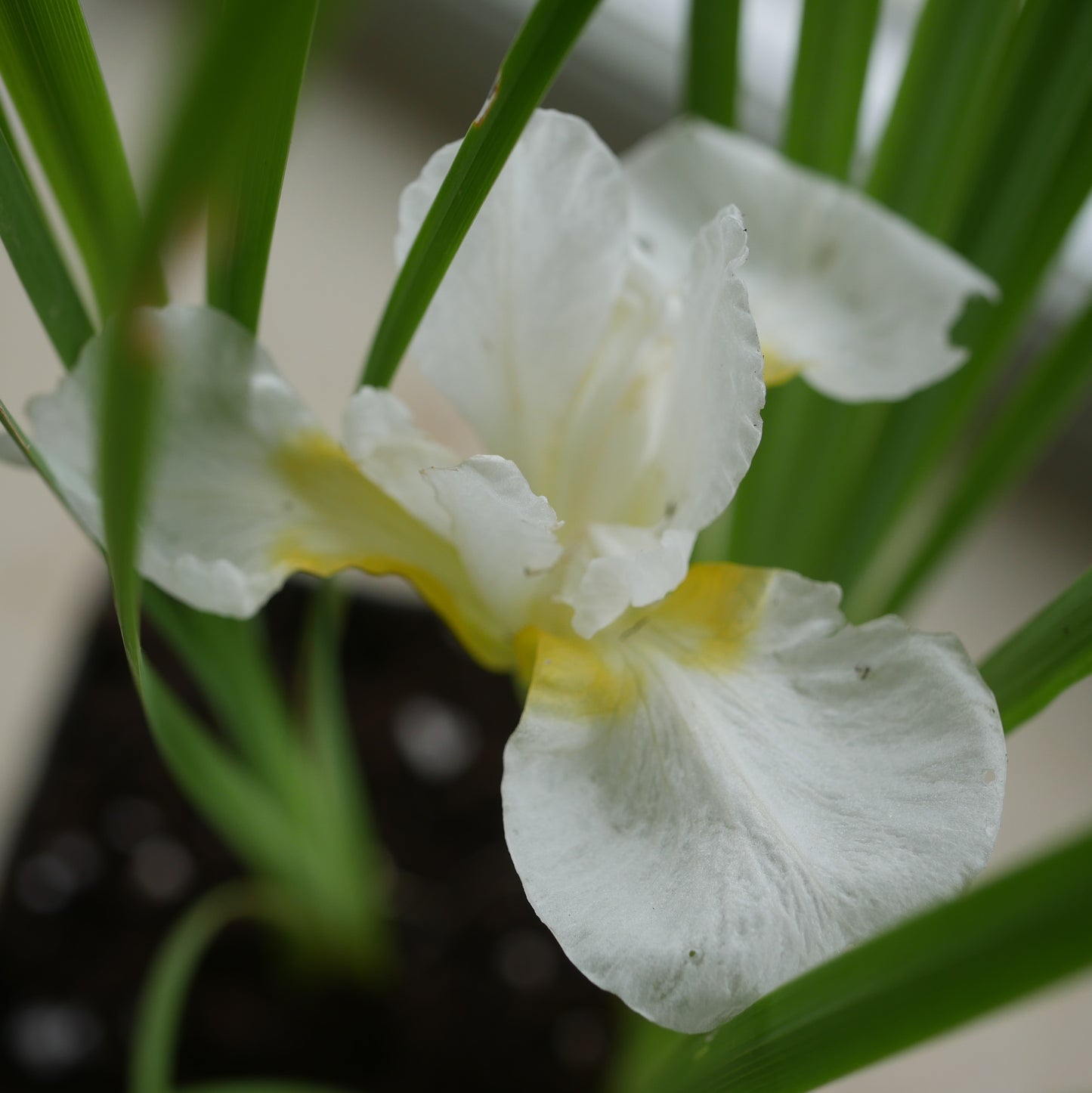 Iris siberica Button Moon