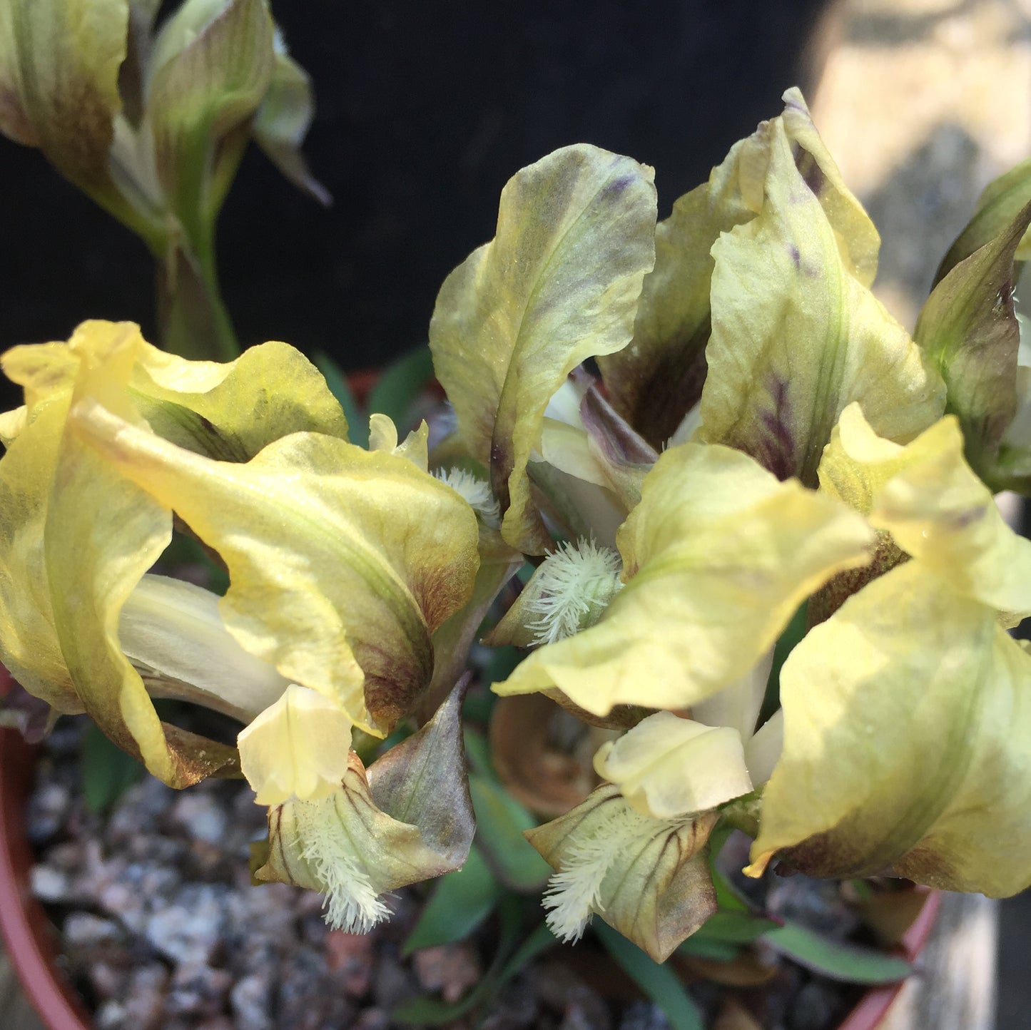 Iris suaveolens helovus