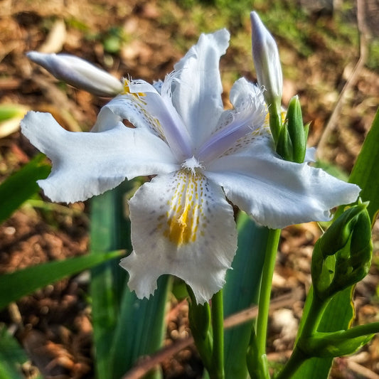 Iris chinensis Henryi