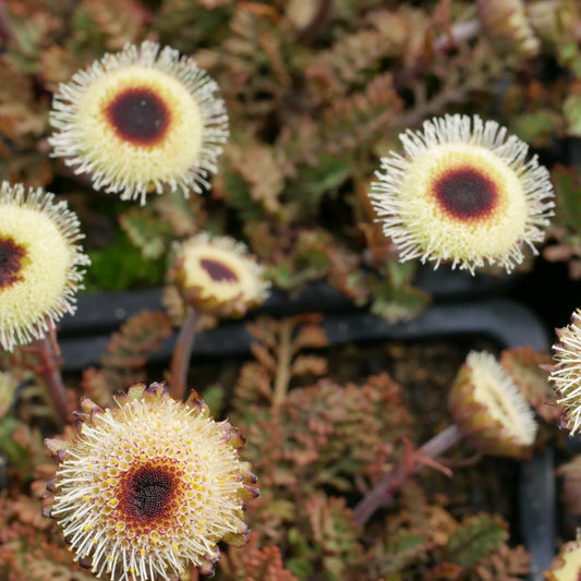 Leptinella dendyi  syn Cotula atrata var dendyi