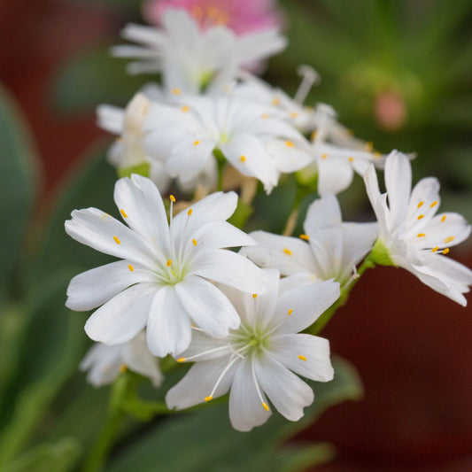 Lewisia cotyledon Snowstorm