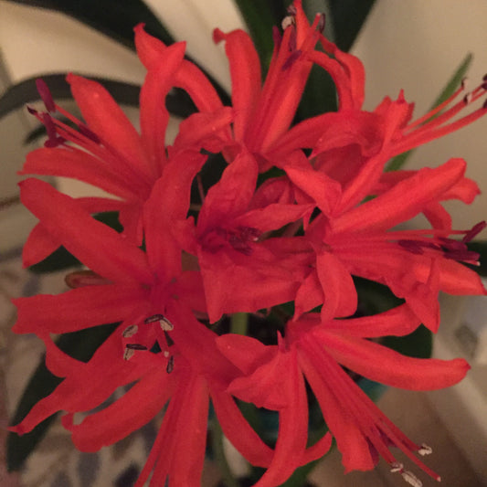 Nerine Bach