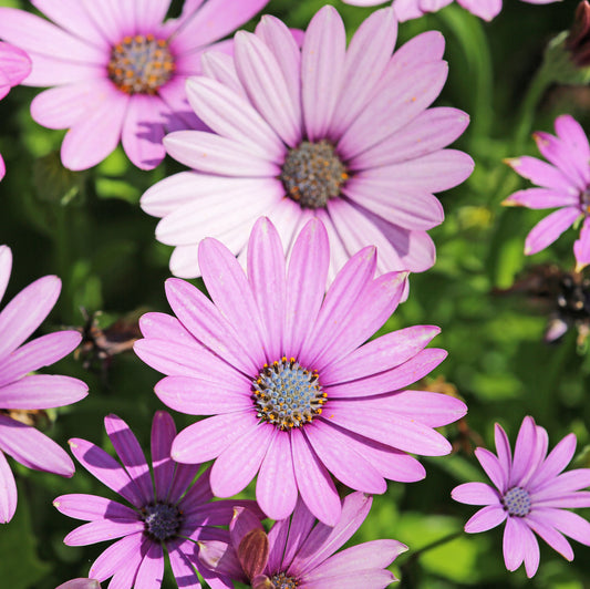 Osteospermum jacundum compactum