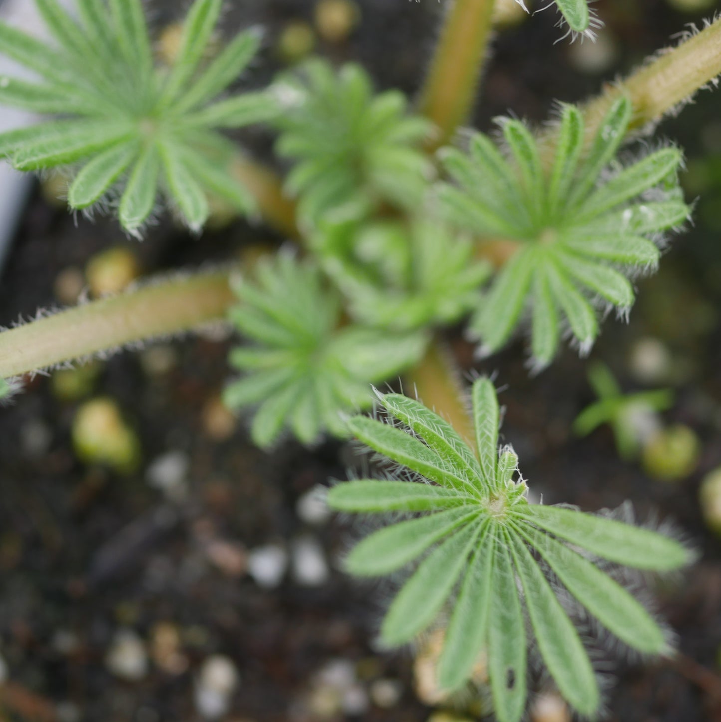 Oxalis palmifrons