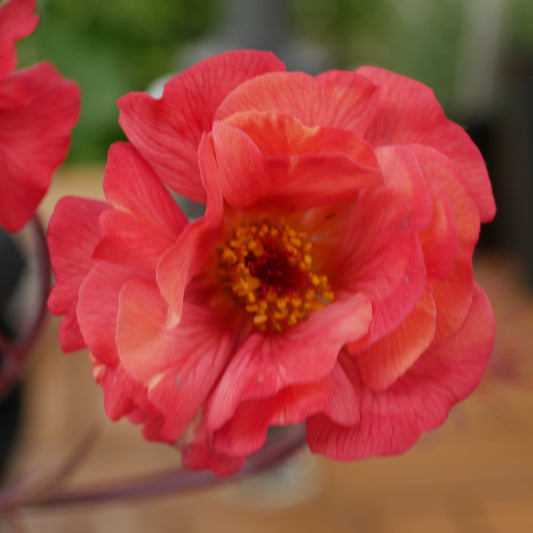 Geum Mrs Bradshaw