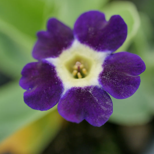 Primula auricula Indigo violet