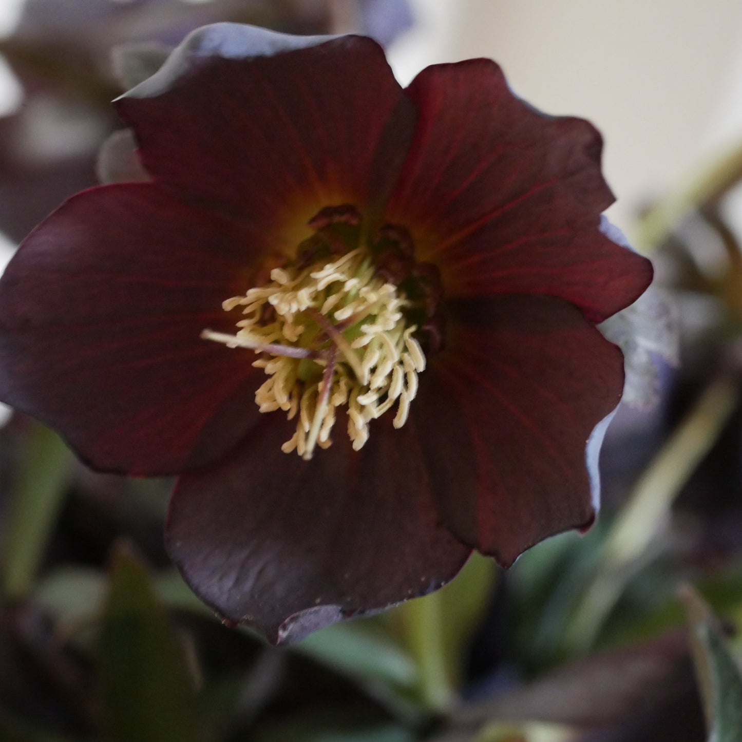 Helleborus Dark as Night