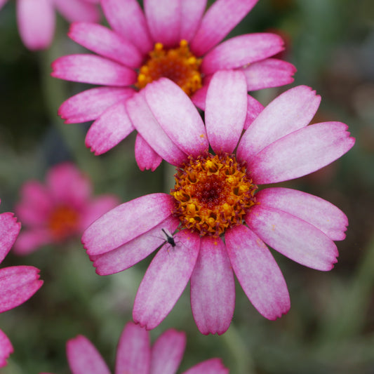 Rhodanthemum 'Marrakech'