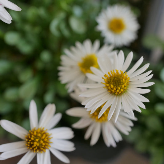 Erigeron scopulinus