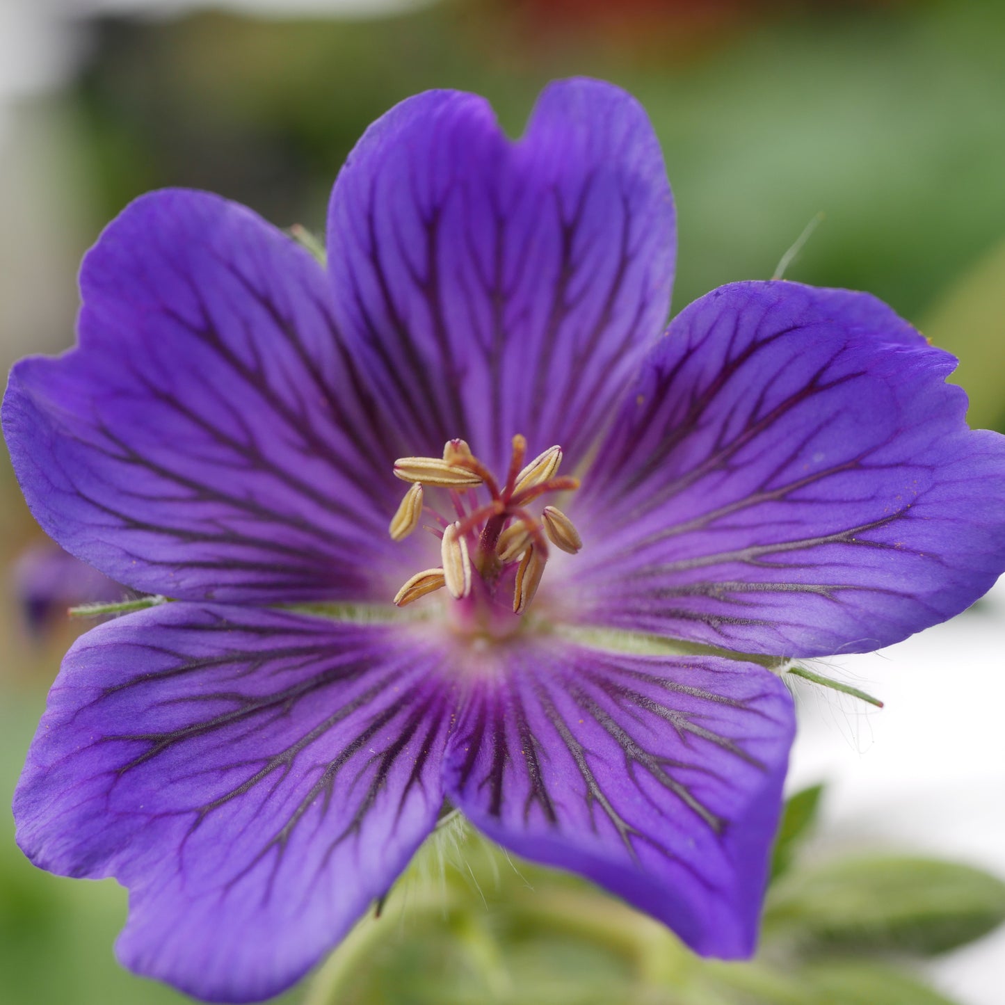 Geranium x magnificum Blue Blood