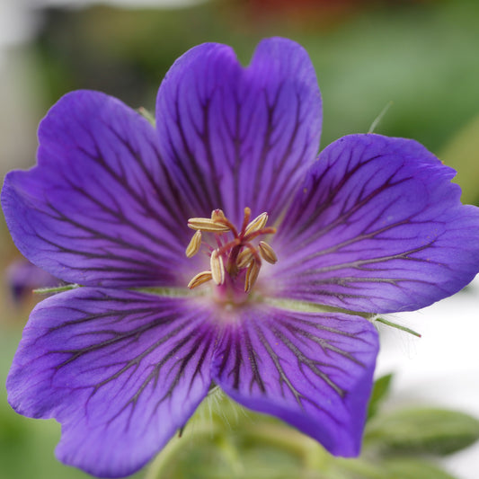 Geranium x magnificum Blue Blood