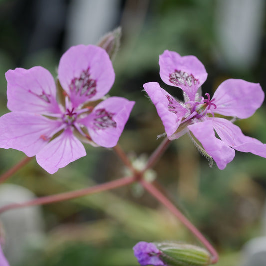 Erodium Almodovar