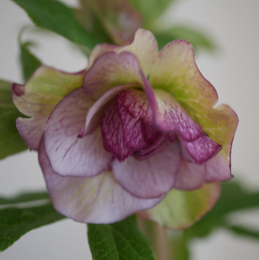 Helleborus Blueberry Hill