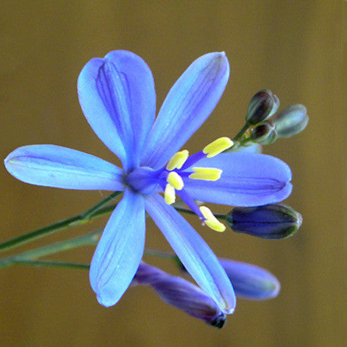 Pasithea caerulea