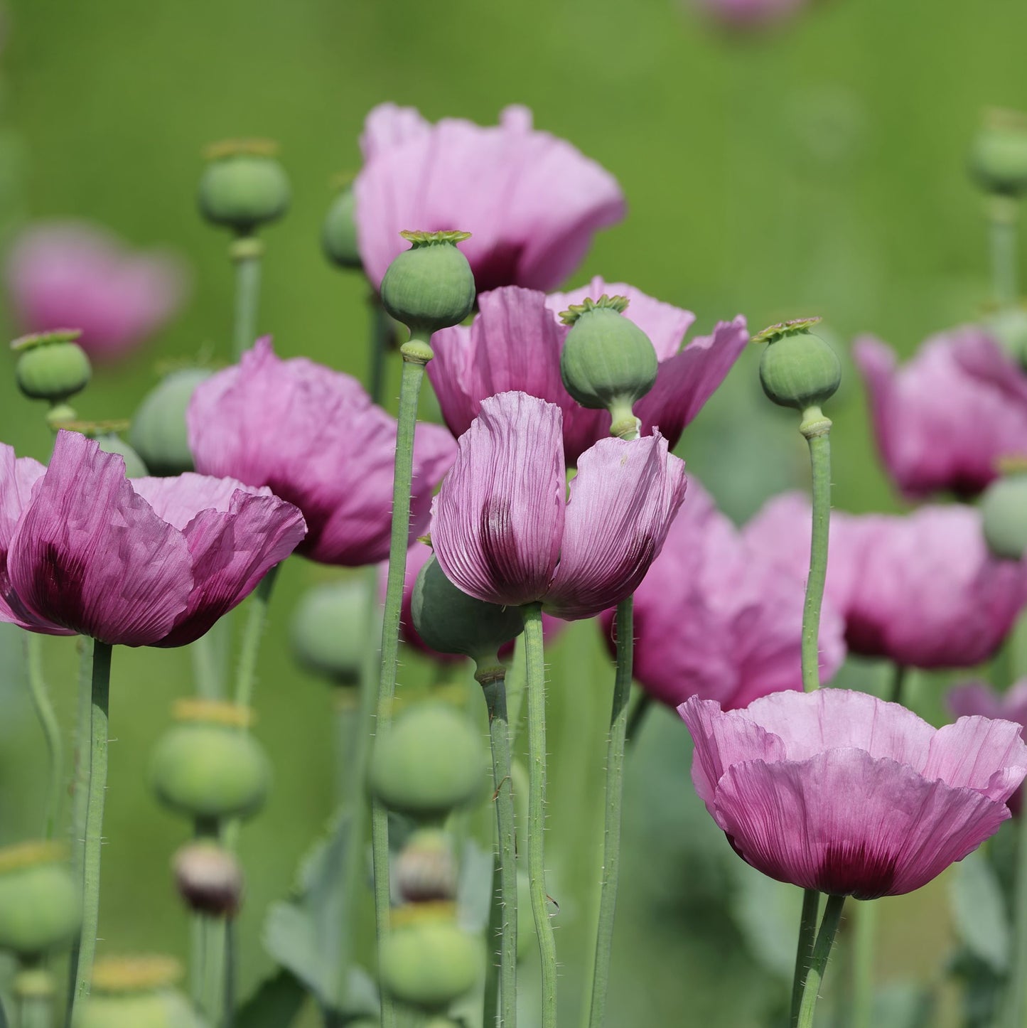 Papaver somniferum