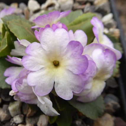 Primula x allionii Wharfdale Ling