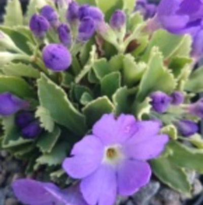 Primula allionii Clarence Elliot