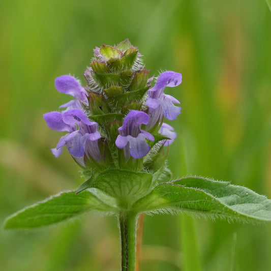 Prunella incisa syn, Prunella vulgaris