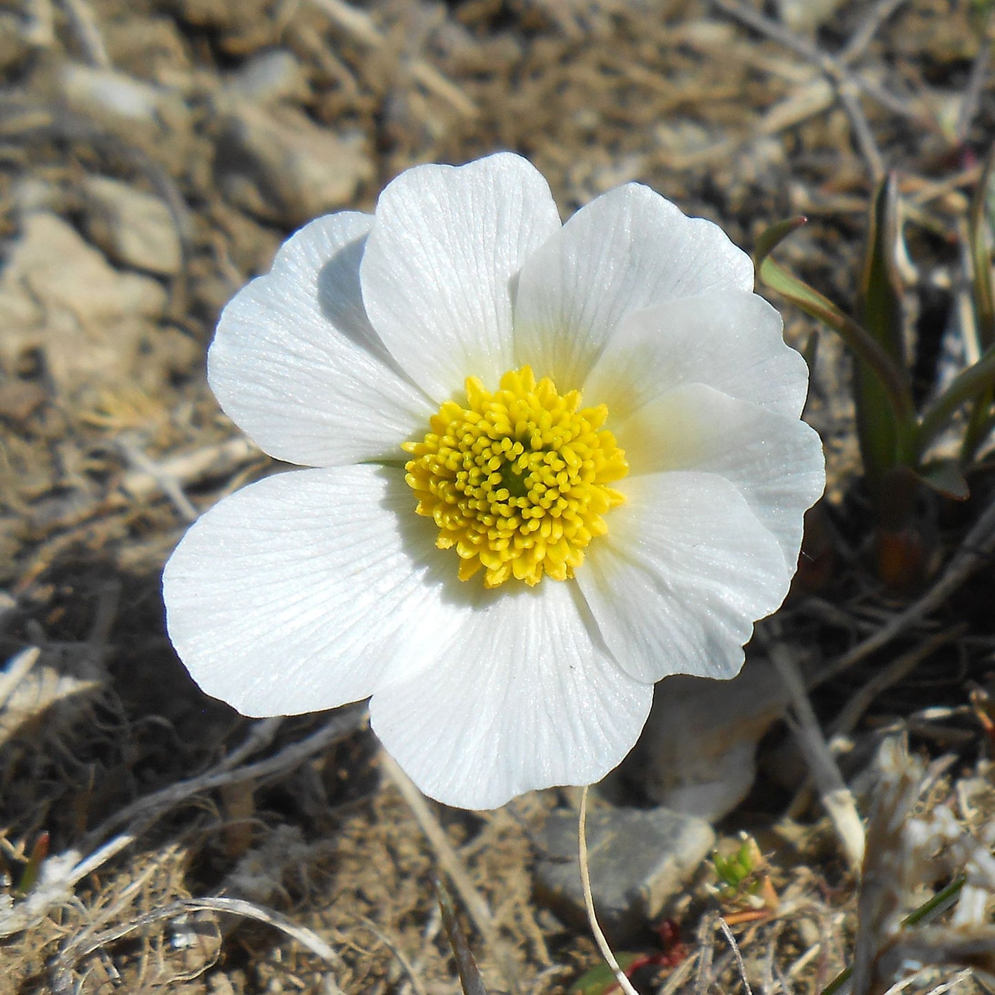 Ranunculus bilobus