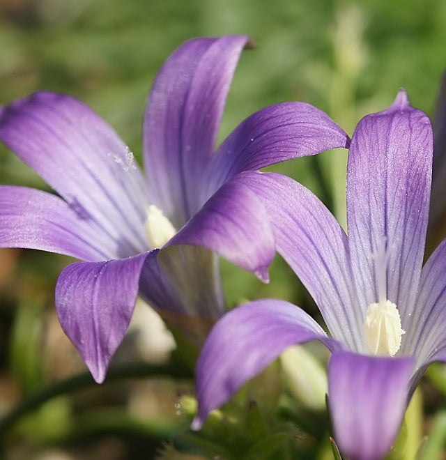 Romulea ligustica