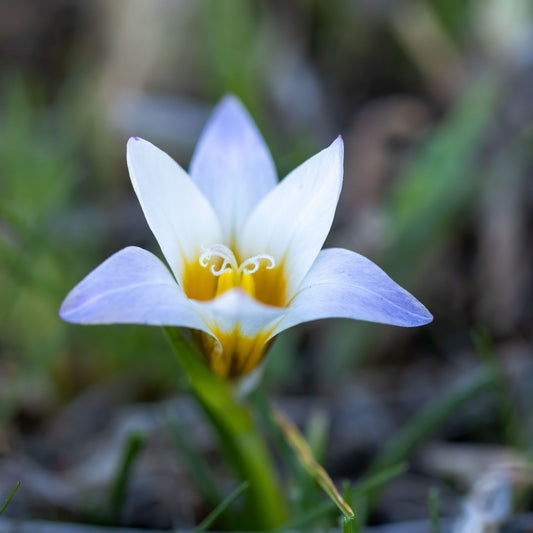 Romulea bulbocodium ssp subpalustris