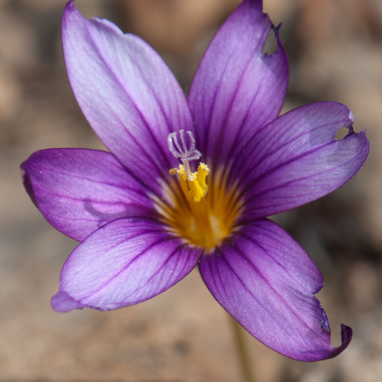 Romulea x melitensis