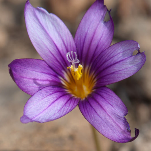 Romulea x melitensis