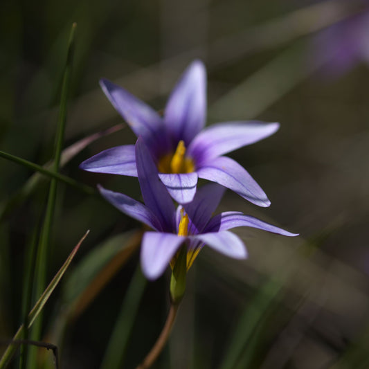 Romulea requinii