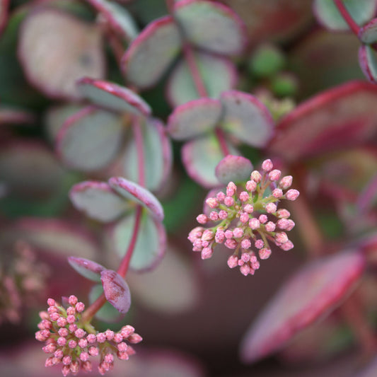 Hylotelephium sieboldii mediovariegata Syn Sedum sieboldii mediovariegata