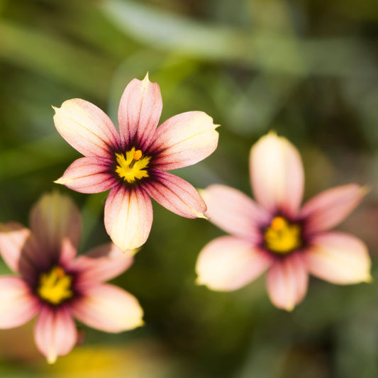 Sisyrinchium Raspberry