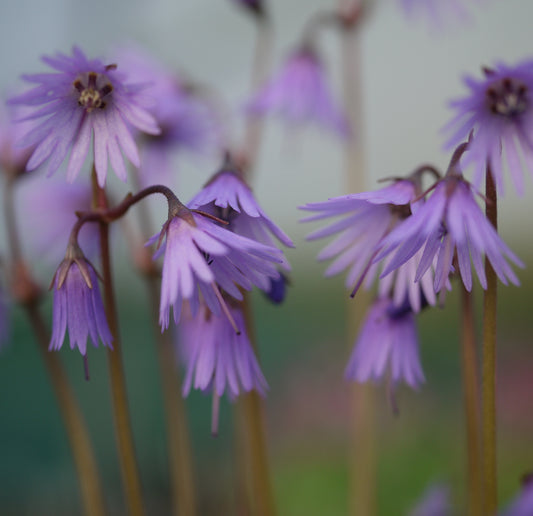 Soldanella Spring Symphony