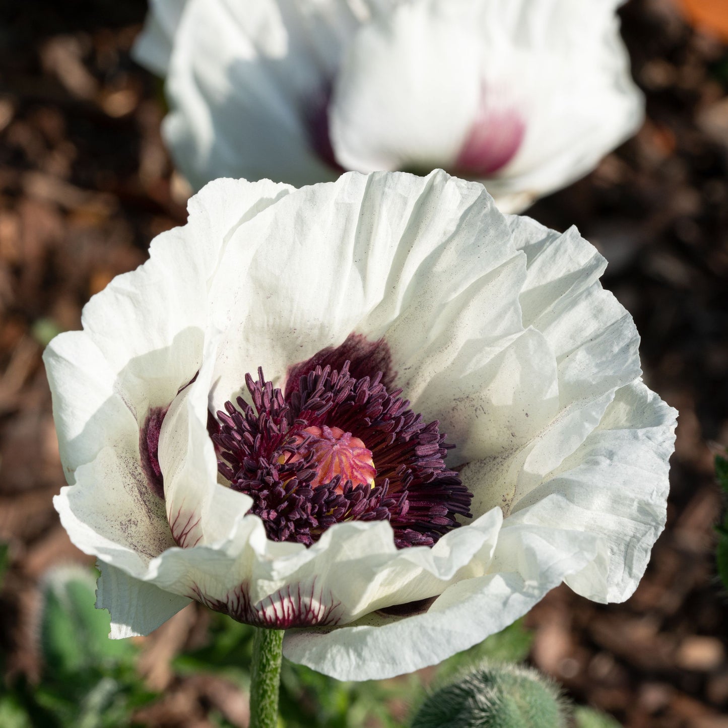 Papaver orientale Royal Wedding