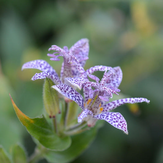 Tricyrtis formasana Blue Wonder