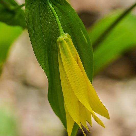 Uvularia grandiflora Lynda Windsor