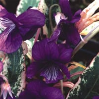 Viola mandshurica Fuji Dawn