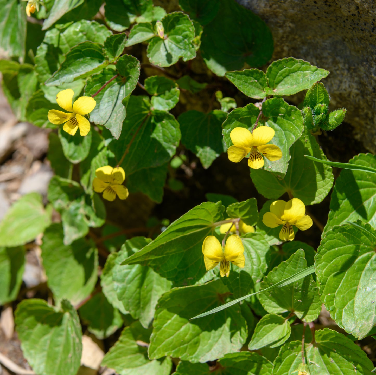 Viola brevistipulata var hidakana